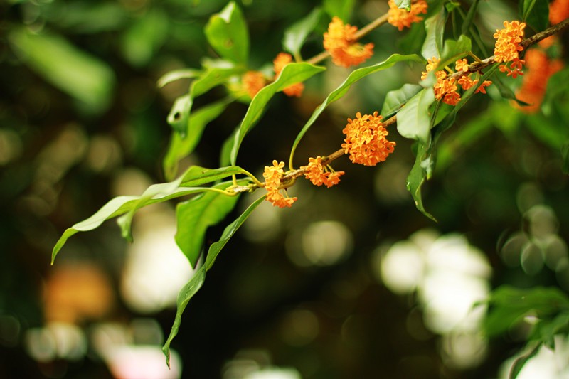 图1-桂花.jpg