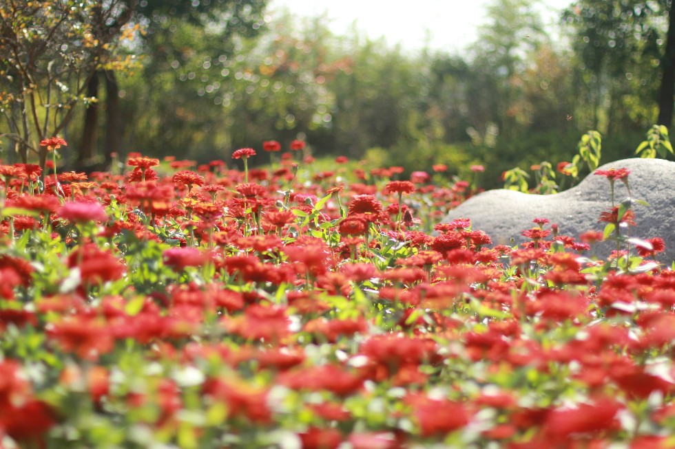 图4-百日菊.JPG